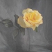 6in by 8in(unframed print) Little Yellow Rose 