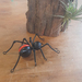 NZ Katipo Spider 