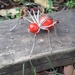 Beautiful beaded spider 