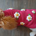 Knitted Dog Coat - Watermelon Daisies