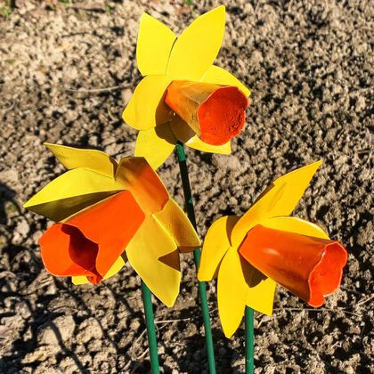 Corrugated iron Daffodils  (x3)