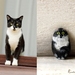 Cat Portrait Pebble Brooch - Personalised Cat Painting - NZ Pet Memory Gift