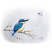 Art Print of Kingfisher & Dragonfly - NZ Bird Art