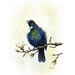 Art Print of NZ Tui Painting - Bird Art Wall Decor - Kiwiana Gift