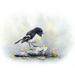 Art Print - New Zealand Tomtit - Native Bird Artwork