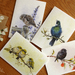 4 Greeting Cards - NZ Birds - Tui, Silvereyes, Little Owl, Black Robin