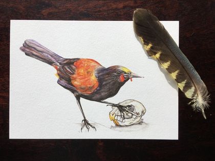 Native Saddleback and Defeated Rat: Art Print