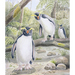 Set of 3 Blank Cards of Three Cheeky Penguins 