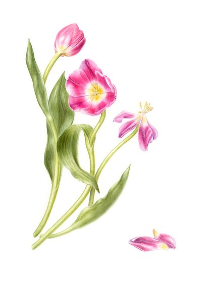 Tulipa - 'Pink Twist' A3 Limited Edition Giclee Print