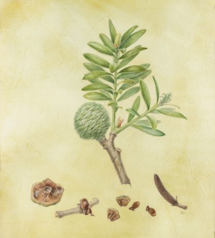 'Kauri - Agathis australis' - A4 Limited Edition Giclee Print