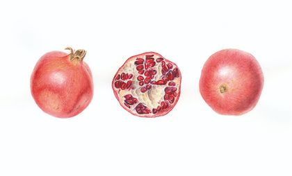 'Pomegranates' A4 Limited Edition Giclée Print