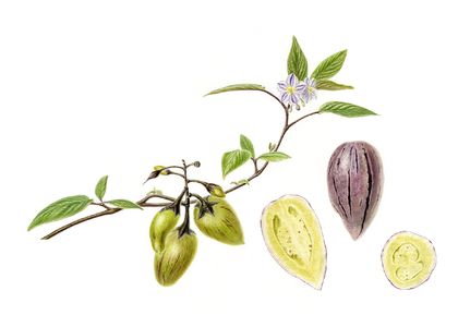 'Pepino - Solanum muricatum' - A3 Limited Edition Giclée Print