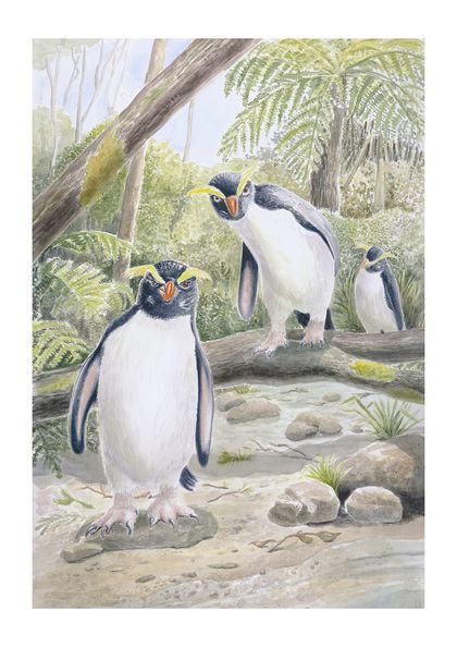 'Tawaki' - Fiord Crested Penguins A3 Limited Edition Giclee Print