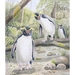 'Tawaki' - Fiord Crested Penguins A4 Limited Edition Giclee Print