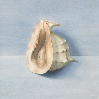 Limited edition A4 giclée print of 'Conch Shell' watercolour