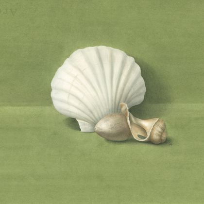 Limited edition A4 giclée print of 'Two Shells and an Egg' watercolour