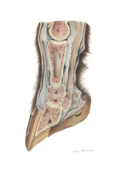 Limited edition A4 giclée print of a watercolour painting of Dissection of Horse's Hoof