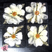 Resin Coasters - Cosmos & Fern (set of 4)