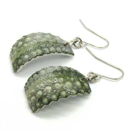 Kina Shell / Sea Urchin Shell earrings - MS