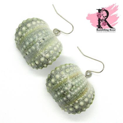 Kina Shell / Sea Urchin Shell earrings - XL