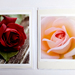 Two Rose Greeting Cards