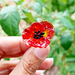 Glass Art - Anzac Red Poppy Stems (small)