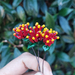 Glass Art - Native Flora: Pohutukawa