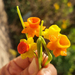 Glass Art - Medium Sunny Mini Daffodil Bouquet