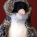 'Sprat' - our cute Little Blue Penguin!