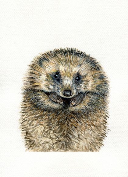 Hedgehog A4 Original Fine Art Print, Nursery Art, Home Decor