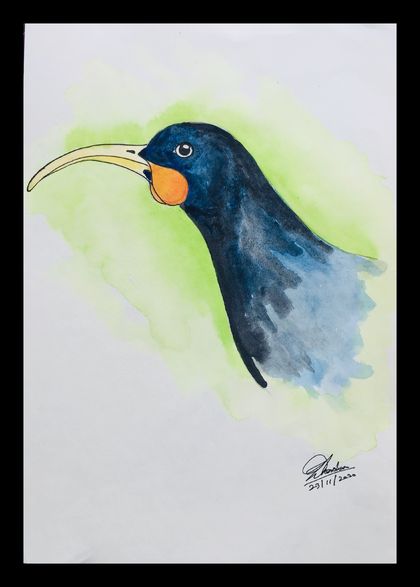 HUIA BIRD NEW ZEALAND ORIGINAL A4 FRAMED ARTWORK