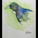 TUI BIRD NEW ZEALAND ORIGINAL A4 FRAMED ARTWORK